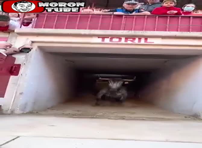 Video: This videographer has a lot of courage!
